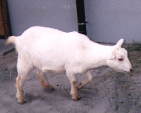 킢FH
